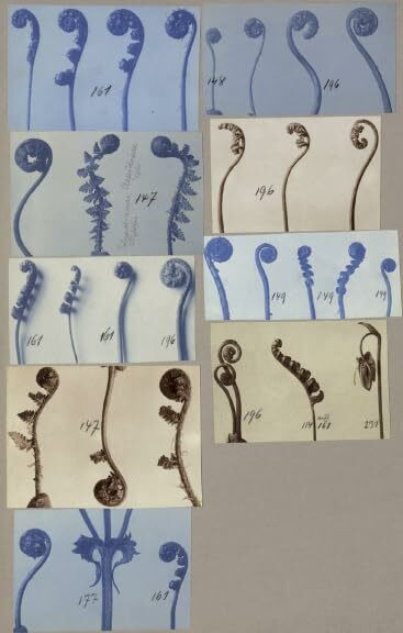 Arbeitscollagen: Mit 1493 Photographien von Pflanzen