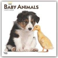 Baby Animals - Tierbabys 2020 - 18-Monatskalender