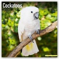 Cockatoos - Kakadus 2020