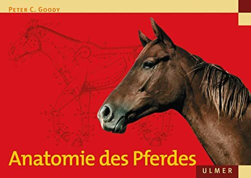 Anatomie des Pferdes (Veterinärmedizin)