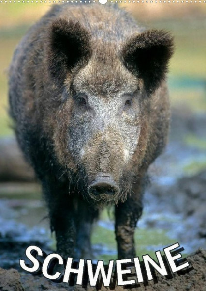 Schweine 2022 (Wandkalender 2022 DIN A2 hoch)