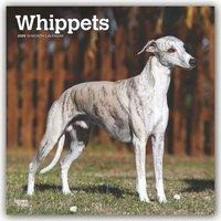 Whippets - Kleine Englische Windhunde 2020 - 18-Monatskalender mit freier DogDays-App