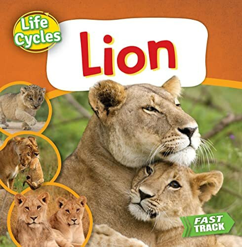 Lion (Life Cycles)