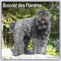 Bouvier des Flandres - Flandrischer Treibhund 2023 - 16-Monatskalender