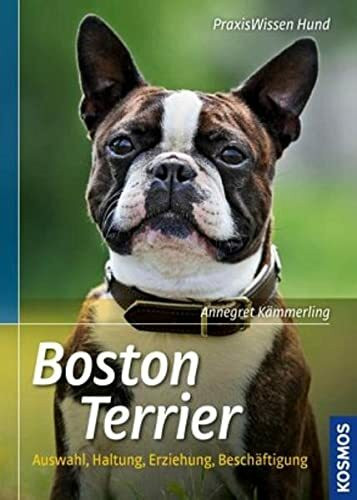 Boston Terrier