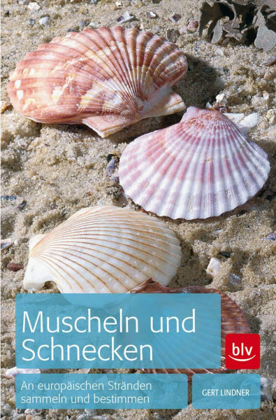 Muscheln und Schnecken: An europäischen Stränden sammeln und bestimmen