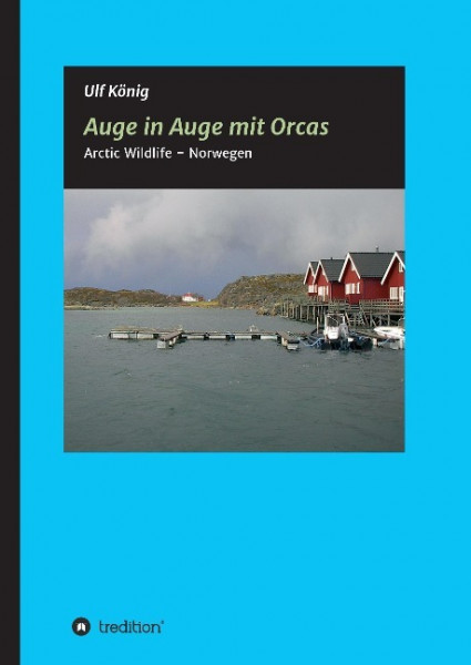 Auge in Auge mit Orcas