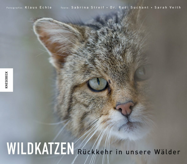 Wildkatzen: Rückkehr in unsere Wälder