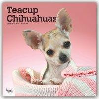 Chihuahuas, Teacup 2020 Square