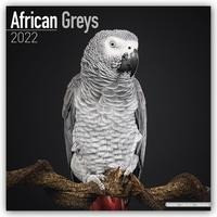 African Greys - Graupapageien 2022