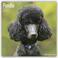 Poodles - Pudel 2022 - 18-Monatskalender mit freier DogDays-App