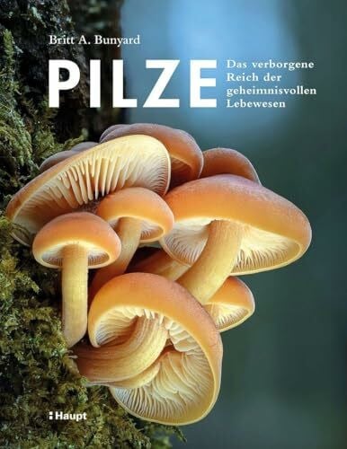 Pilze: Das verborgene Reich der geheimnisvollen Lebewesen