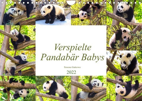 Pandabär Babys (Wandkalender 2022 DIN A4 quer)