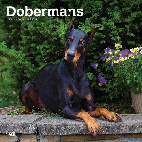 Dobermans 2023 Square