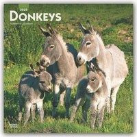 Donkeys - Esel 2020 - 18-Monatskalender