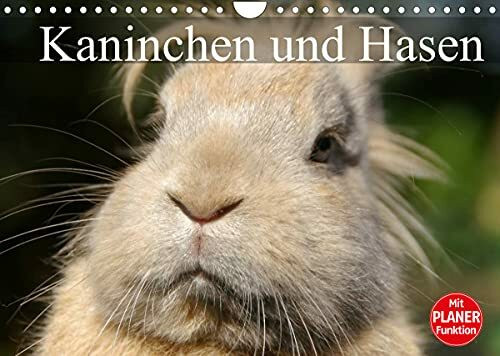 Kaninchen und Hasen (Wandkalender 2022 DIN A4 quer)