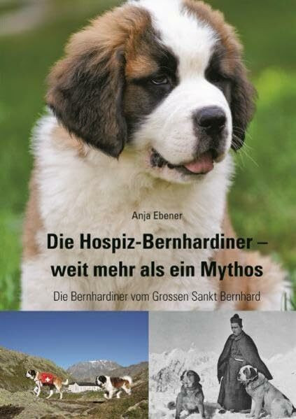 Die Hospiz-Bernhardiner - weit mehr als ein Mythos: Die Bernhardiner vom Grossen Sankt Bernhard