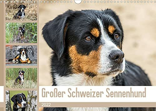 Großer Schweizer Sennenhund (Wandkalender 2022 DIN A3 quer)