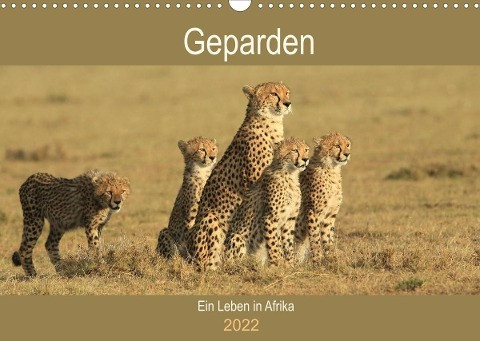 Geparden - Ein Leben in Afrika (Wandkalender 2022 DIN A3 quer)