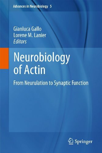 Neurobiology of Actin: From Neurulation to Synaptic Function (Advances in Neurobiology, 5, Band 5)