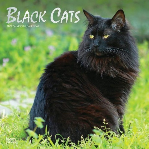 Black Cats 2023 Square Foil