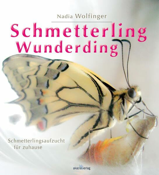 Schmetterling - Wunderding: Schmetterlingsaufzucht für zuhause