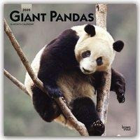 Pandas - Pandabären 2020 - 18-Monatskalender