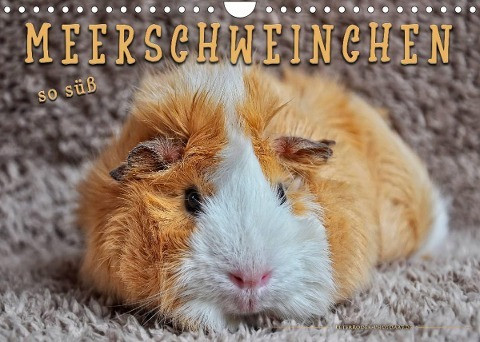 Meerschweinchen - so süß (Wandkalender 2022 DIN A4 quer)