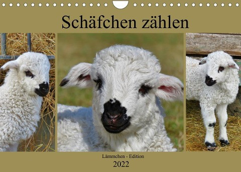 Schäfchen zählen - Lämmchen-Edition (Wandkalender 2022 DIN A4 quer)