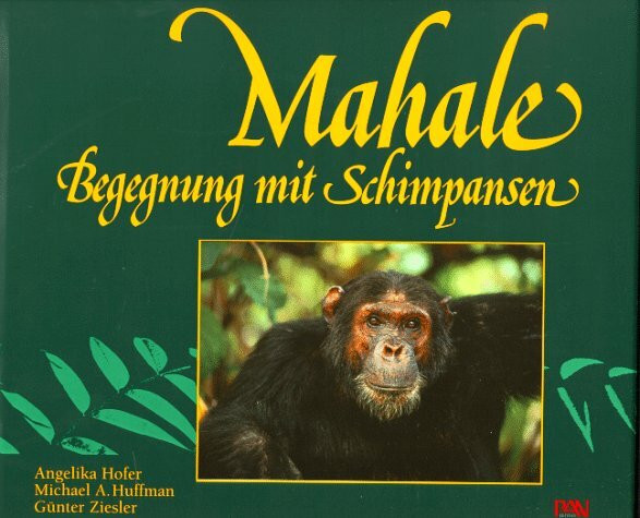 Mahale, Begegnung mit Schimpansen