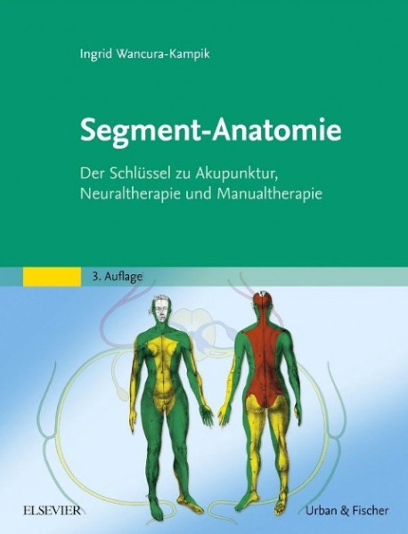 Segment-Anatomie