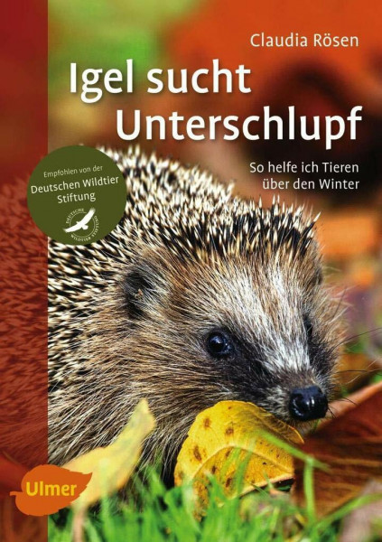 Igel sucht Unterschlupf: So helfe ich Tieren über den Winter