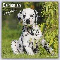 Dalmatian Puppies - Dalmatiner Welpen 2023 - 16-Monatskalender