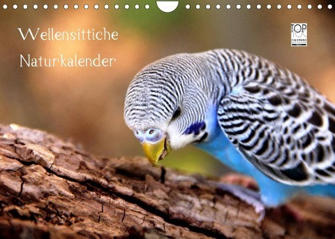 Wellensittiche - Naturkalender (Wandkalender 2022 DIN A4 quer)