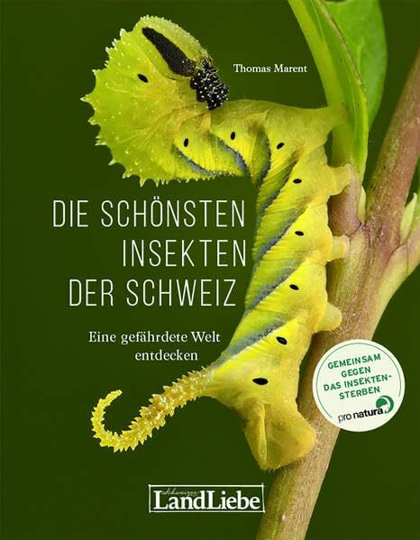 Die schönsten Insekten der Schweiz: Eine gefährdete Welt entdecken