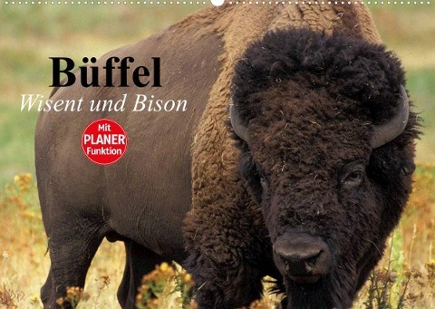 Büffel. Wisent und Bison (Wandkalender 2023 DIN A2 quer)