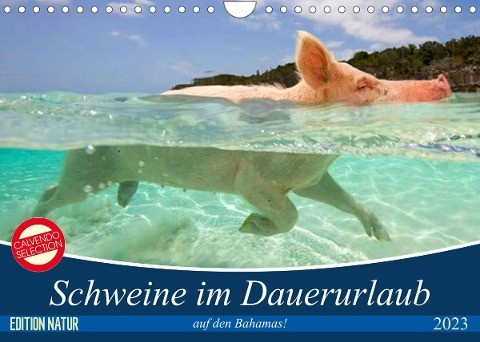 Schweine im Dauerurlaub auf den Bahamas! (Wandkalender 2023 DIN A4 quer)