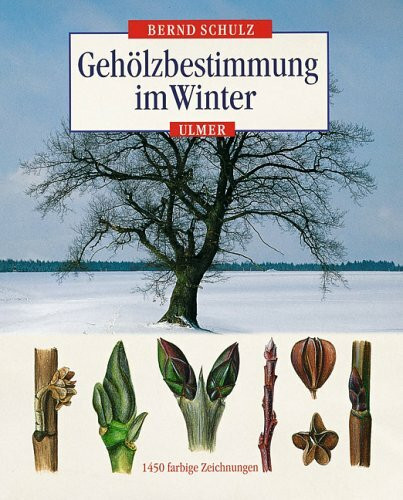 Gehölzbestimmung im Winter