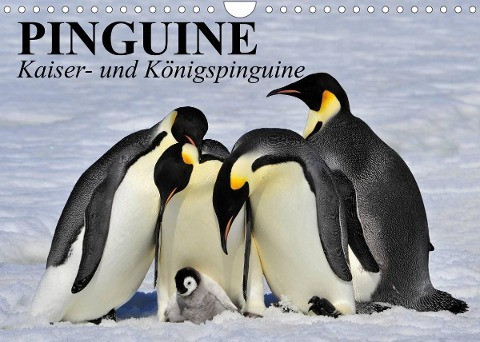 Pinguine - Kaiser- und Königspinguine (Wandkalender 2022 DIN A4 quer)