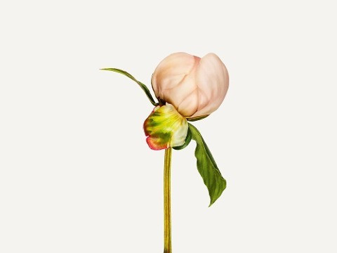 Blumen