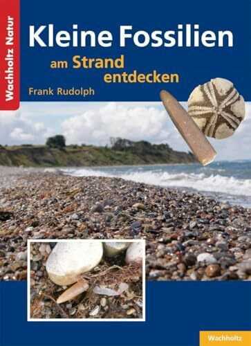 Kleine Fossilien am Strand entdecken