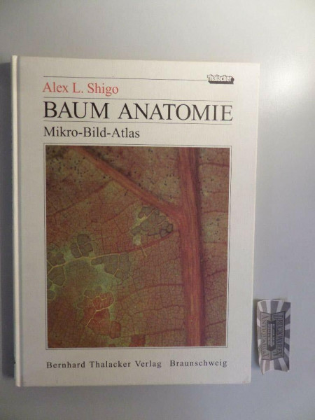Baum Anatomie