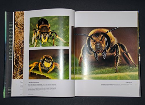 Insekten: Eindrucksvolle Nahaufnahmen faszinierender Lebewesen Mit einem Vorwort von Ernst Waldemar Bauer