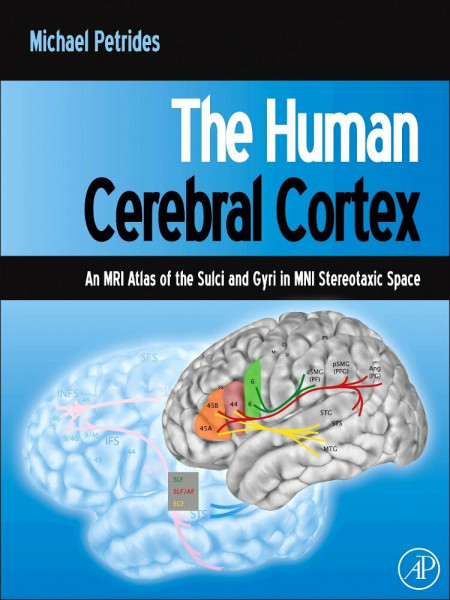 The Human Cerebral Cortex: An MRI Atlas of the Sulci and Gyri in MNI Stereotaxic Space