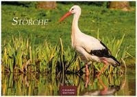 Störche 2023 S 24x35cm