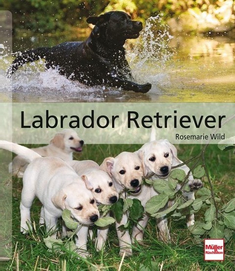 Labrador Retriever