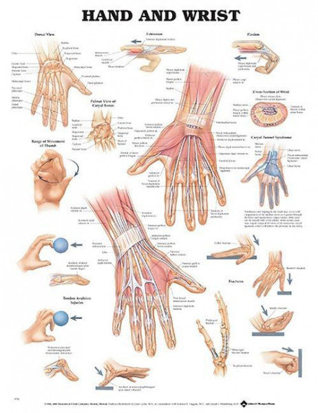 Hand and Wrist Anatomical Chart