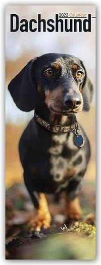Dachshunds - Dackel 2022