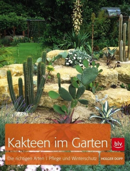 Kakteen in meinem Garten