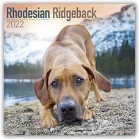 Rhodesian Ridgeback - Afrikanischer Löwenhund 2022 - 16-Monatskalender